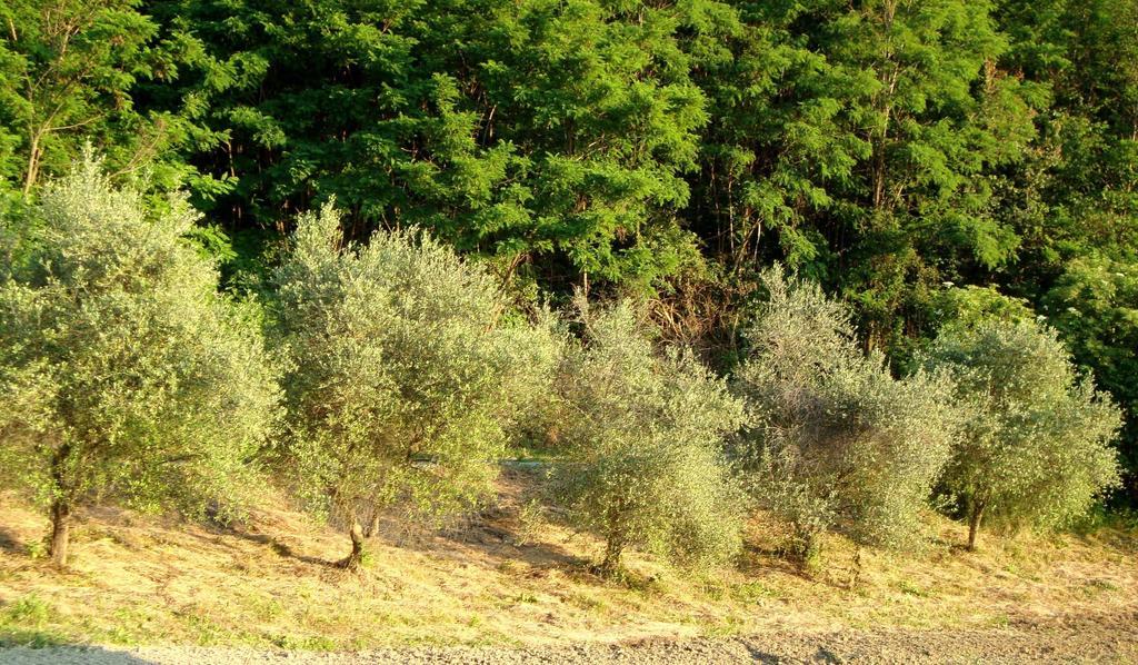 Casa Dell' Abbondanza B&B Agriturismo Vigoleno エクステリア 写真